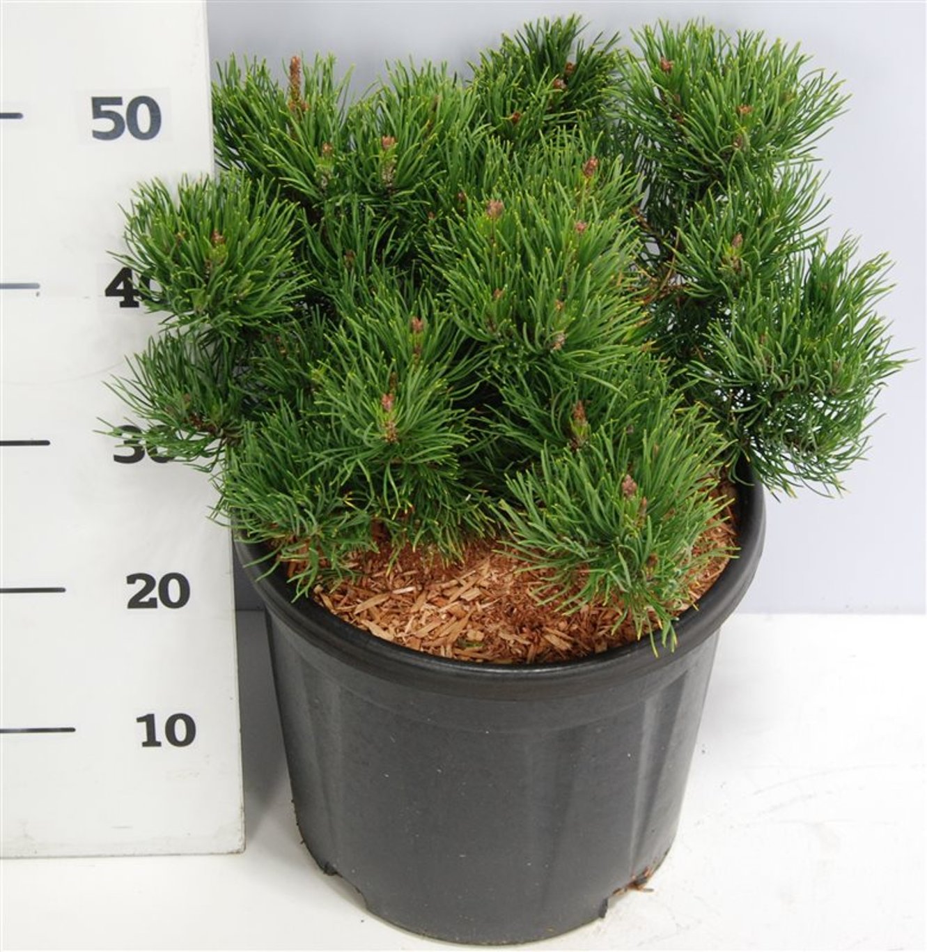 Pinus mugo 'Carsten' - C12 40-50 CM